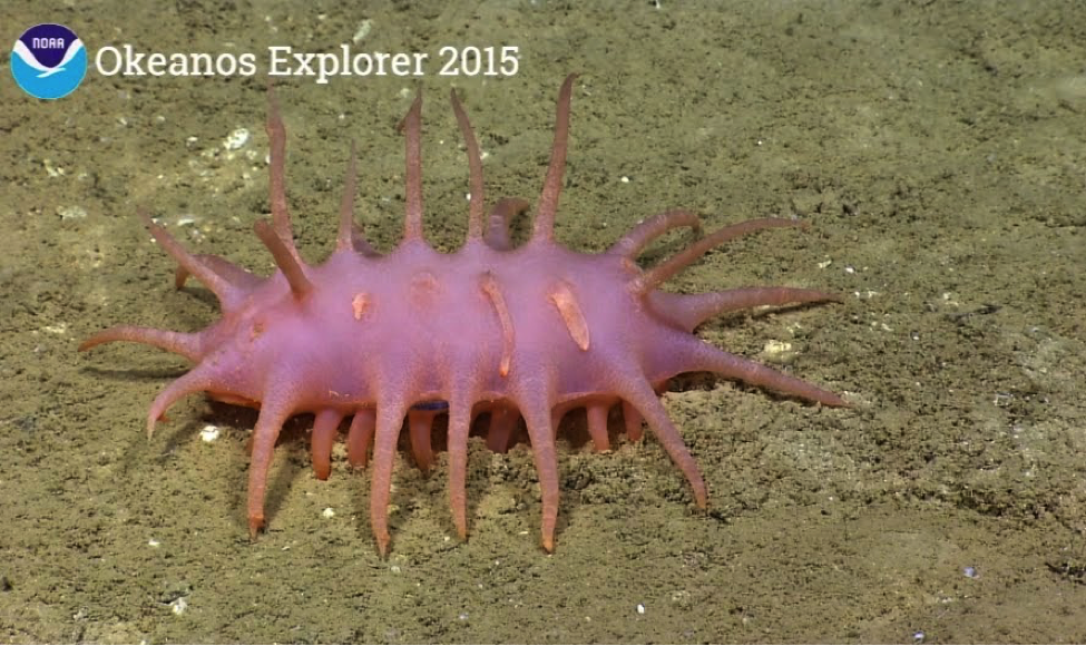 Abyssal Sea Cucumber
